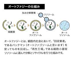 オートファジーの仕組み